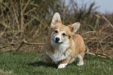CORGI PEMBROKE 875